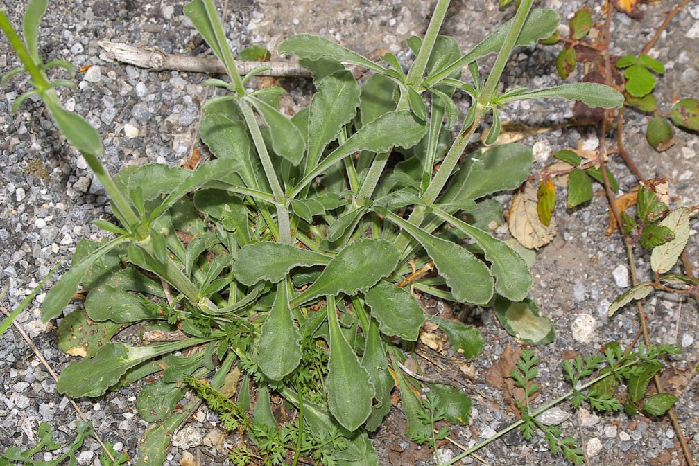 Silene otites / Silene otite